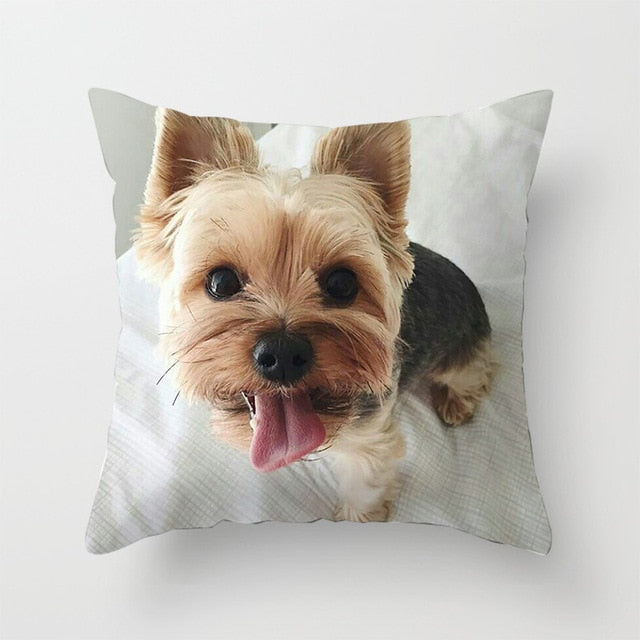 Cute Dog Yorkie